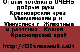 Отдам котёнка в ОЧЕНЬ добрые руки! - Красноярский край, Минусинский р-н, Минусинск г. Животные и растения » Кошки   . Красноярский край